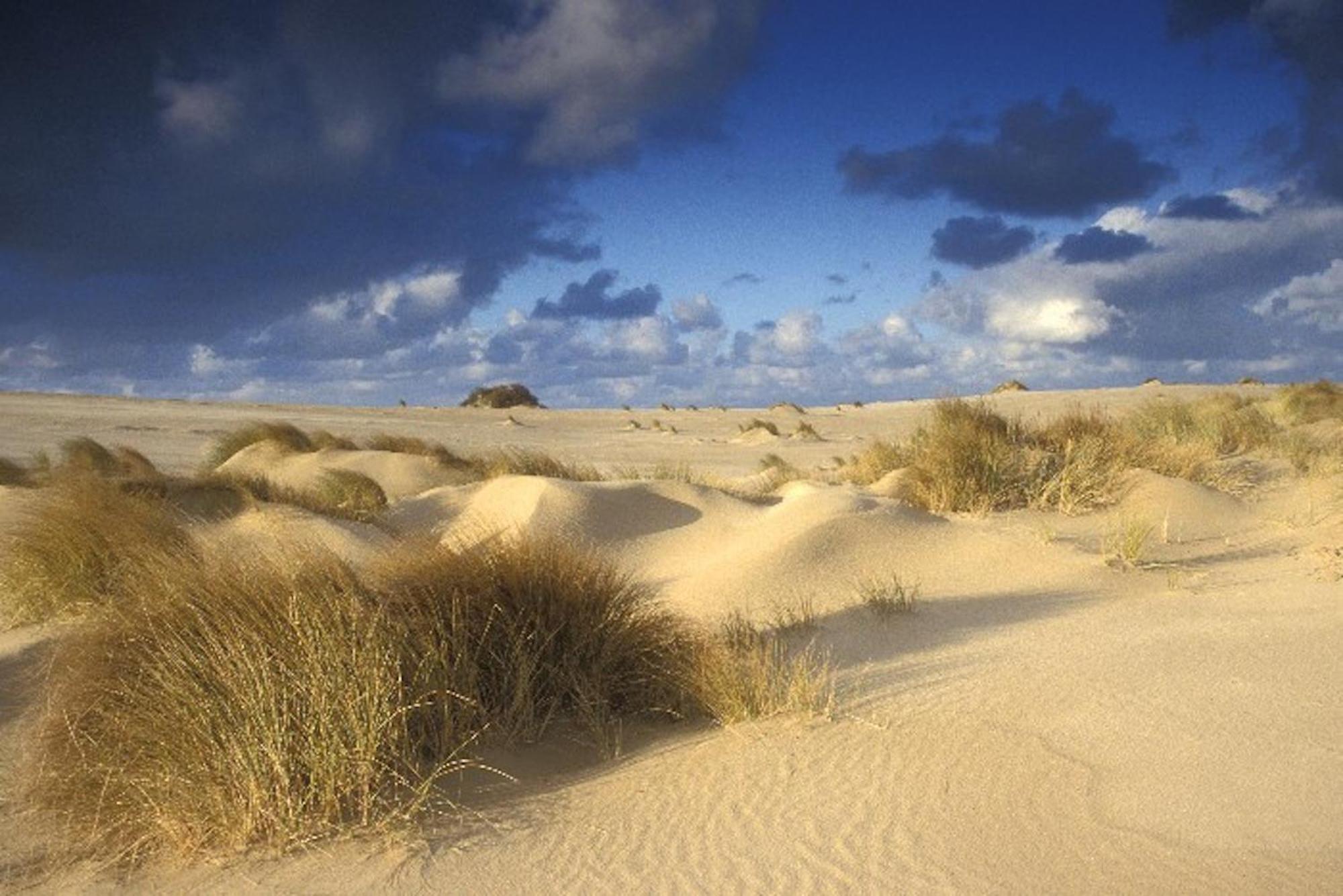 Ara Dune Hotel De Panne Eksteriør bilde